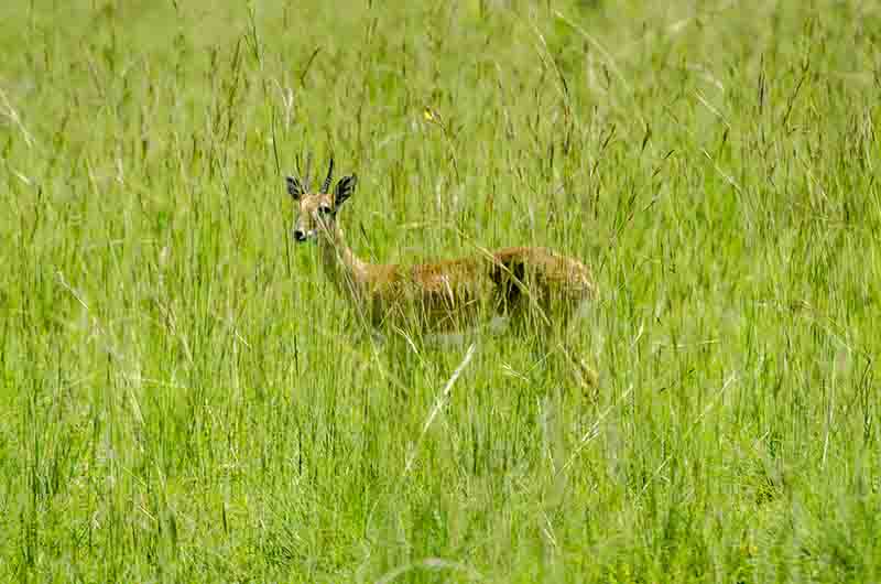Antílope Dik Dik - parque nacional de las cataratas Murchison - Uganda 2.jpg